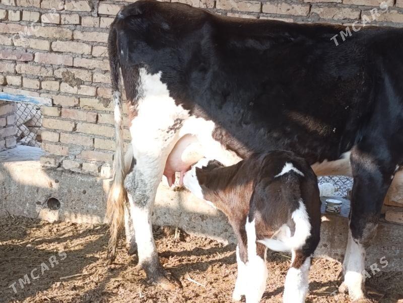 Саглык - Туркменабат - img 6