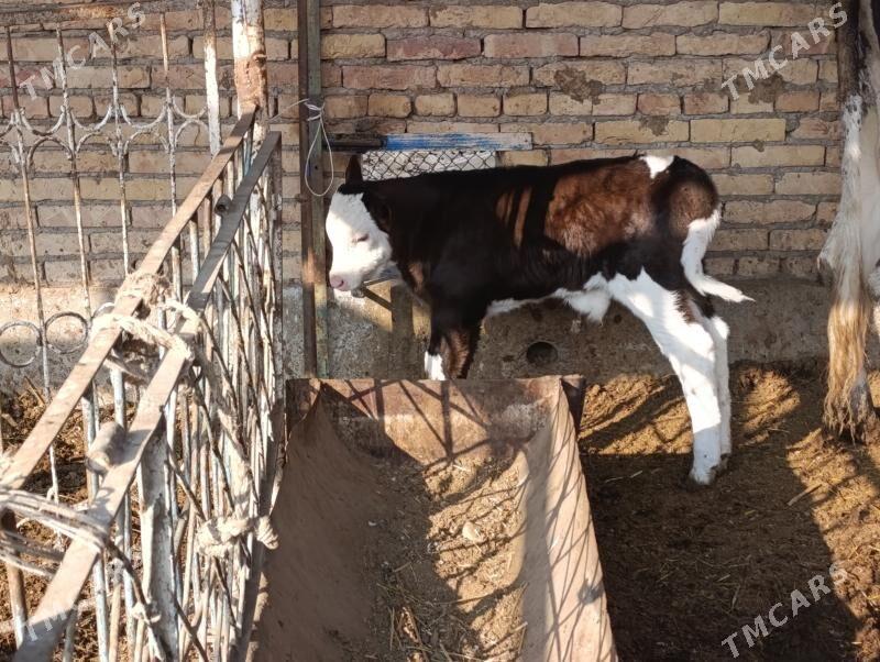 Саглык - Туркменабат - img 5