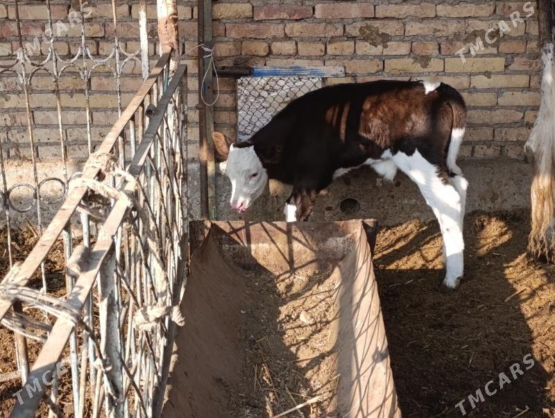 Саглык - Туркменабат - img 8