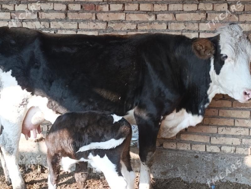 Саглык - Туркменабат - img 4