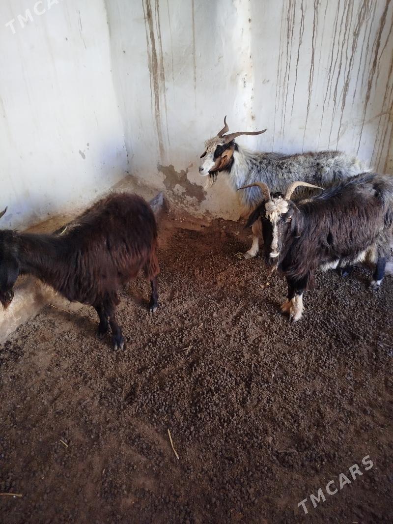 Geçi - Гумдаг - img 2