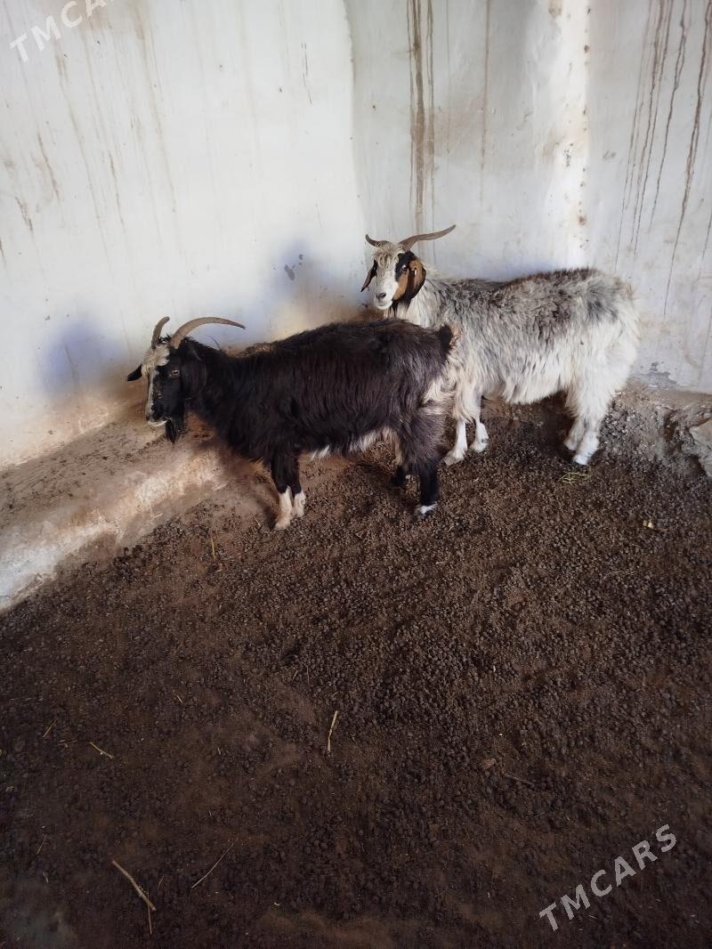 Geçi - Гумдаг - img 1