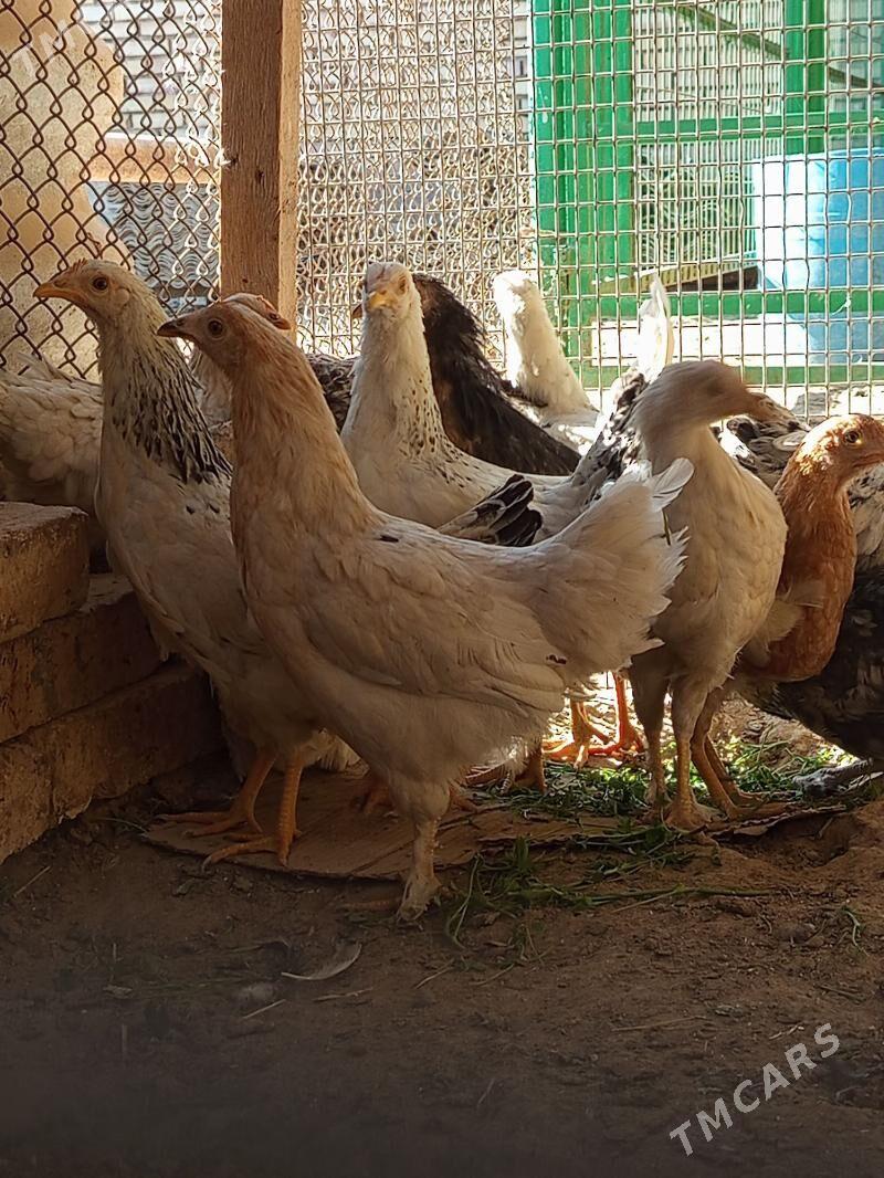 ARASSA TOWUK - Mary - img 3