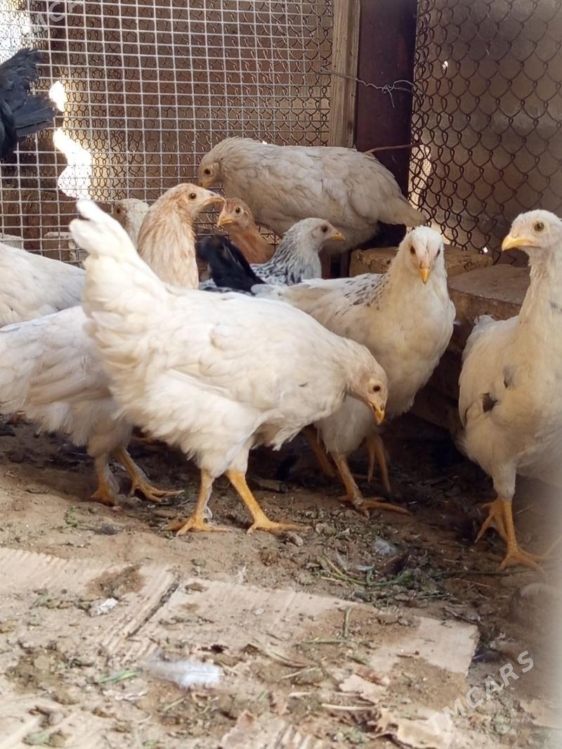 ARASSA TOWUK - Mary - img 2