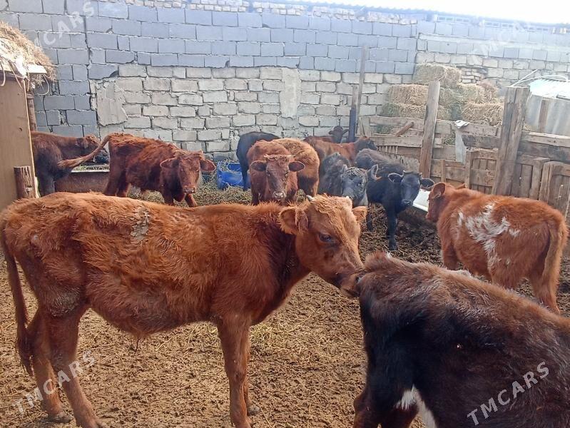 öküzçe tüwe öküz göle - Ашхабад - img 4