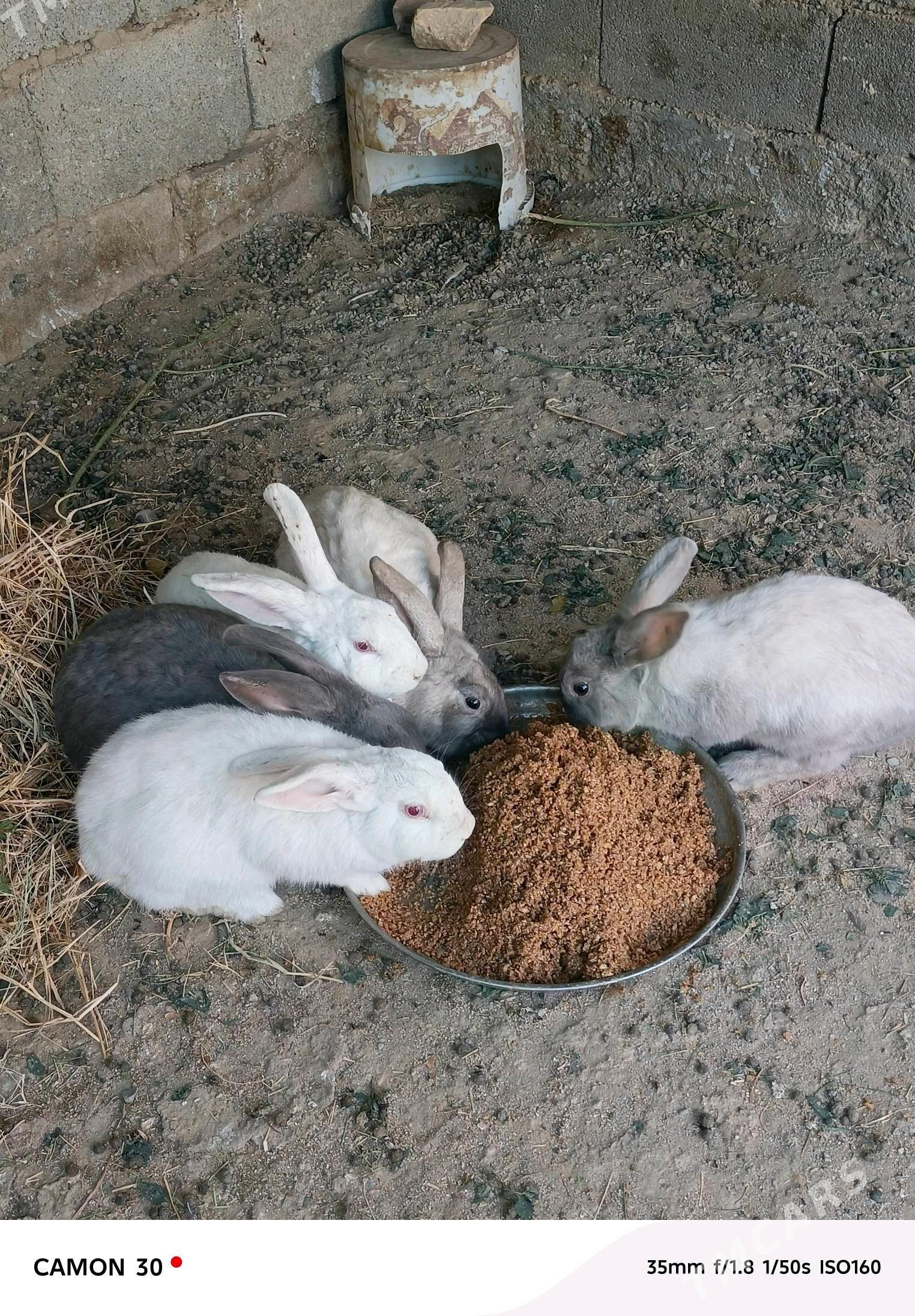 towşan - Гёкдже - img 1