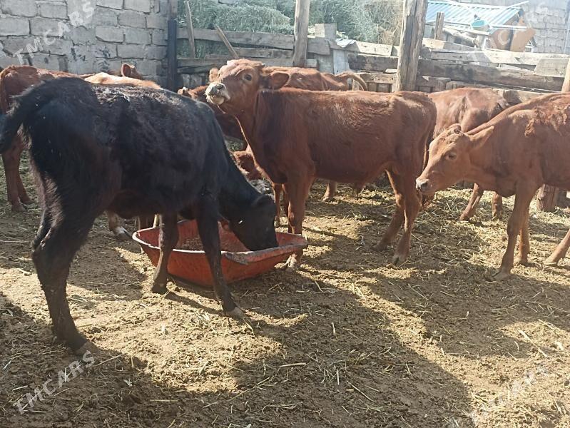 öküzçe tüwe öküz göle - Ашхабад - img 2