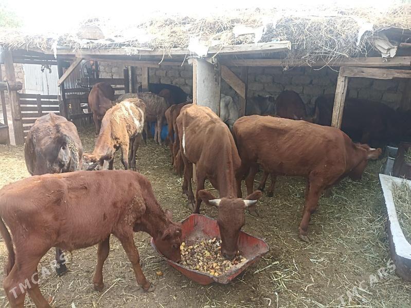 öküzçe tüwe öküz göle - Ашхабад - img 9