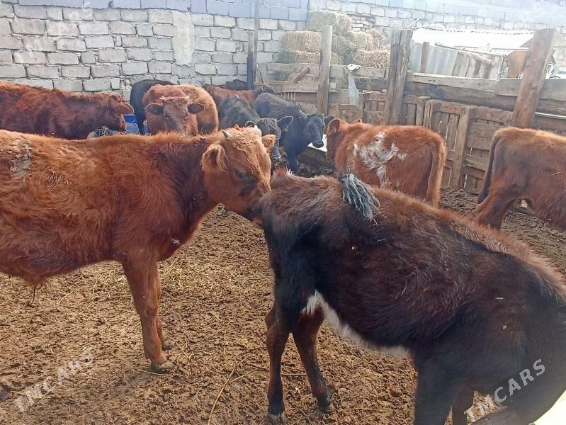 öküzçe tüwe öküz göle - Ашхабад - img 5