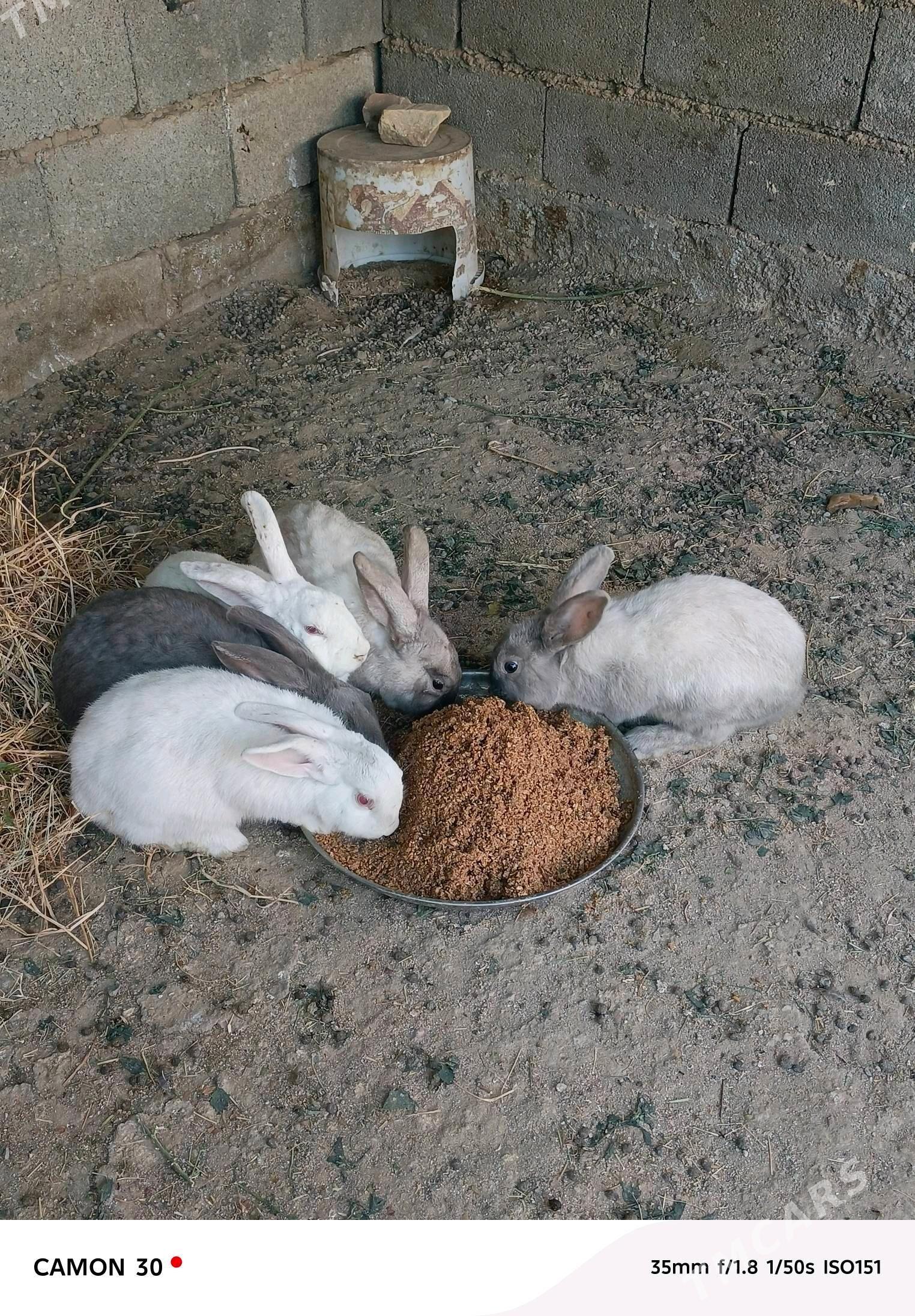 towşan - Гёкдже - img 2