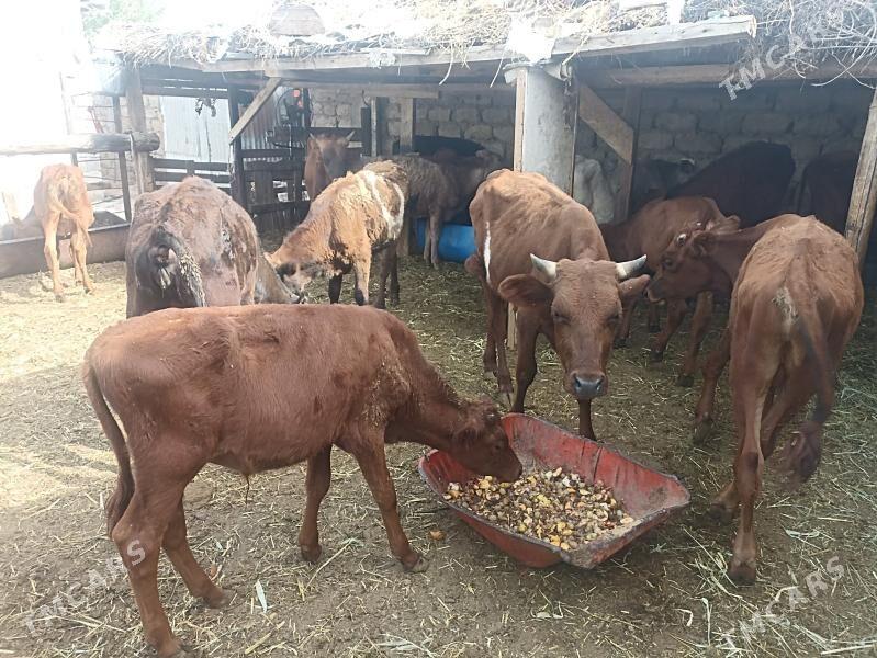 öküzçe tüwe öküz göle - Ашхабад - img 8