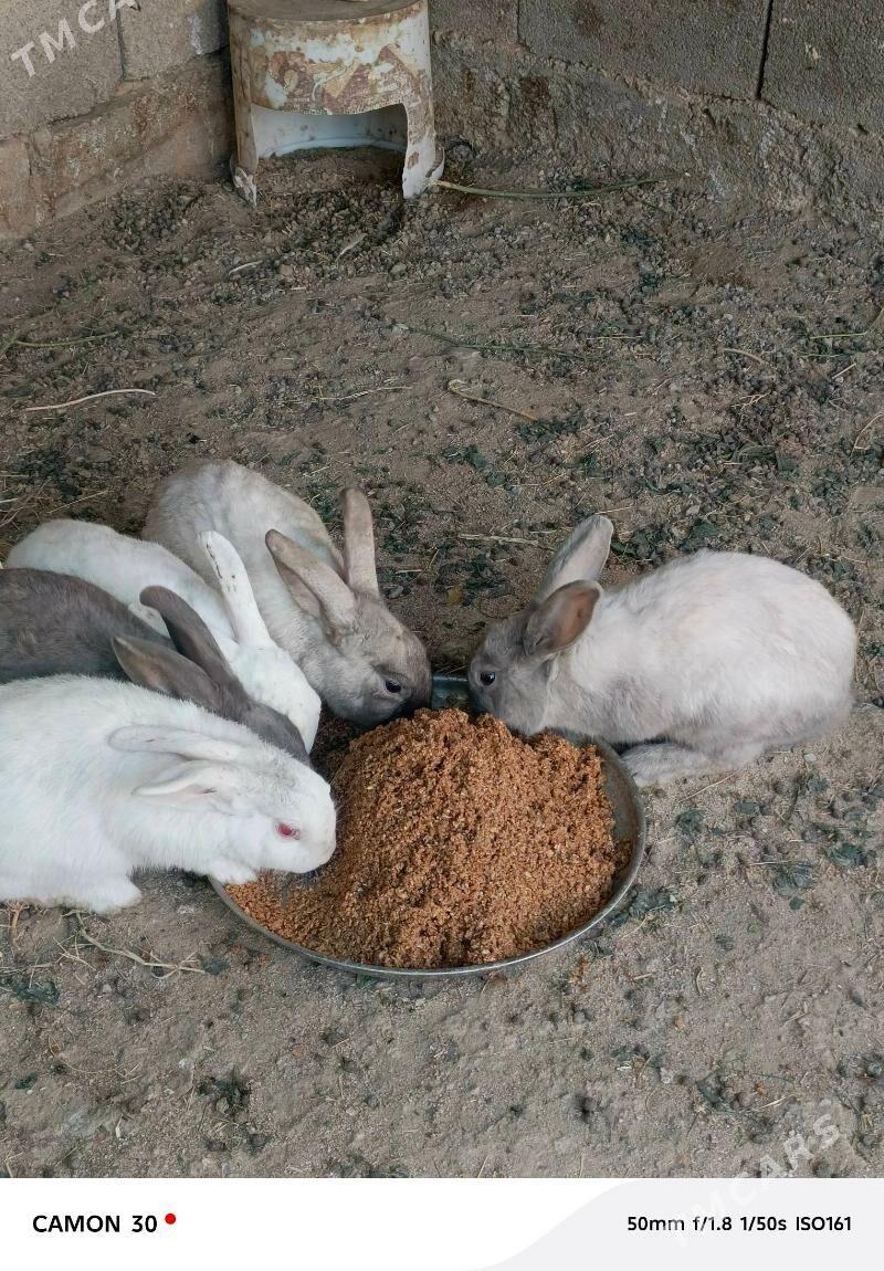 towşan - Гёкдже - img 4