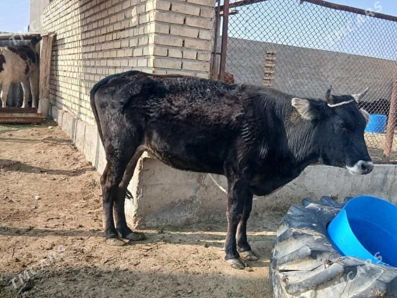 TUWE yeri MÄNE - Теджен - img 2