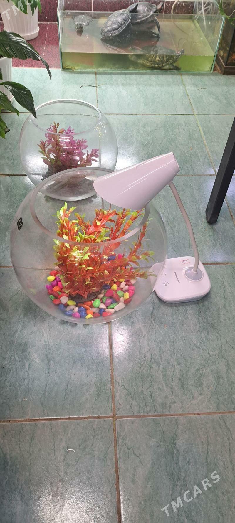 настольные аквариумы - Ашхабад - img 4