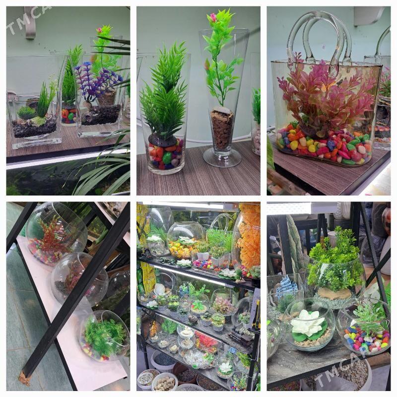 настольные аквариумы - Ашхабад - img 8