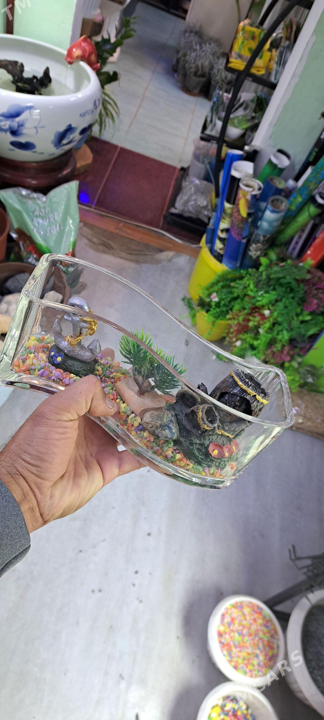 настольные аквариумы - Ашхабад - img 2