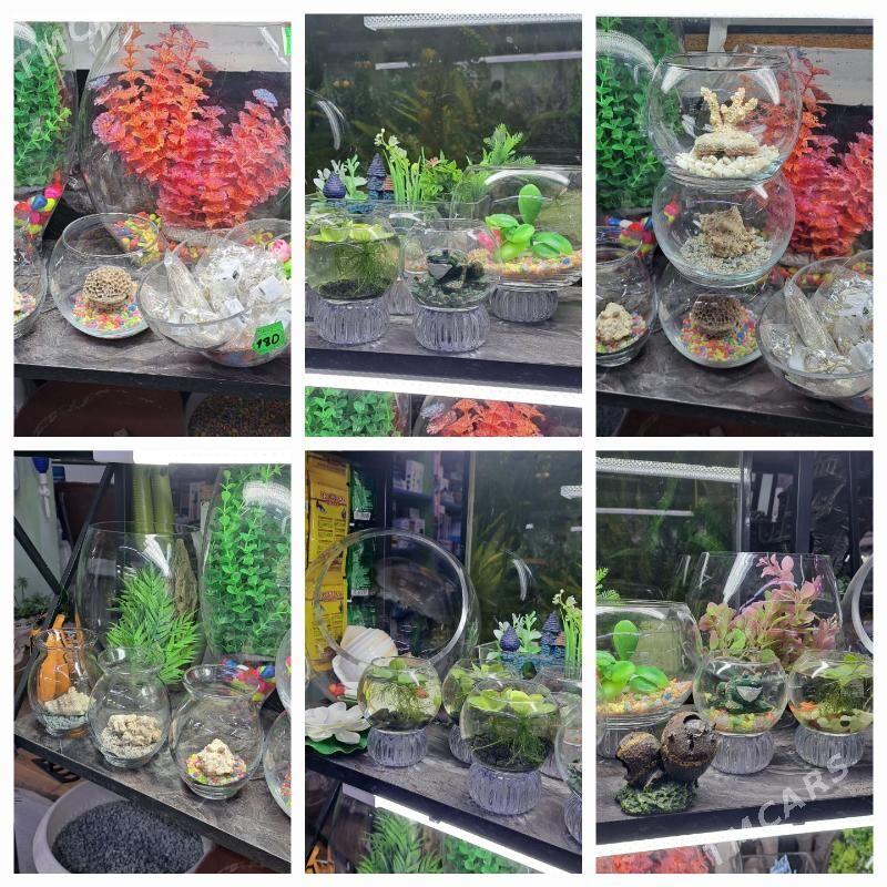 настольные аквариумы - Ашхабад - img 6