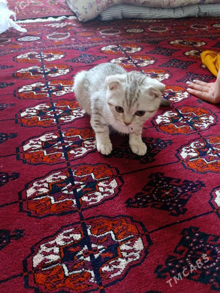 Pişik Gollandiski - Ашхабад - img 2