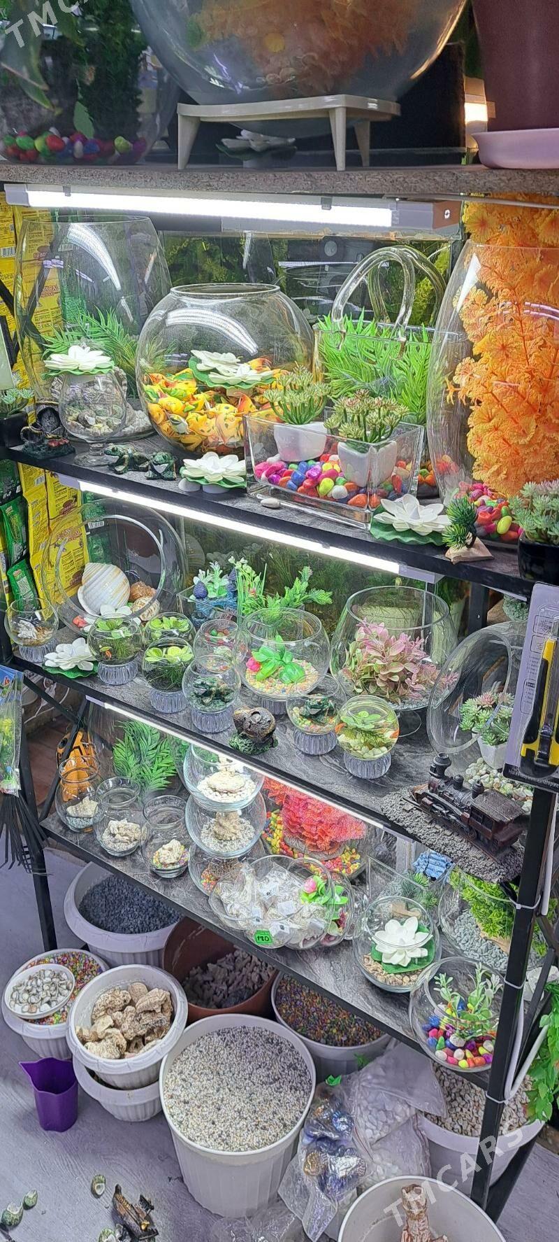 настольные аквариумы - Ашхабад - img 9