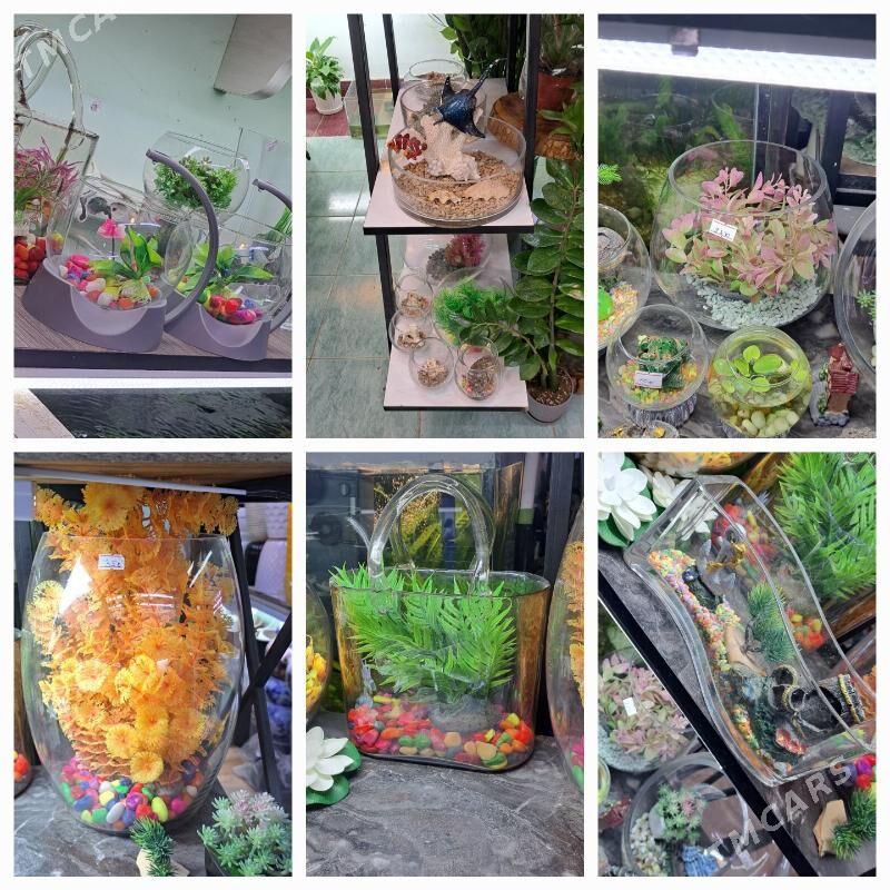 настольные аквариумы - Ашхабад - img 3