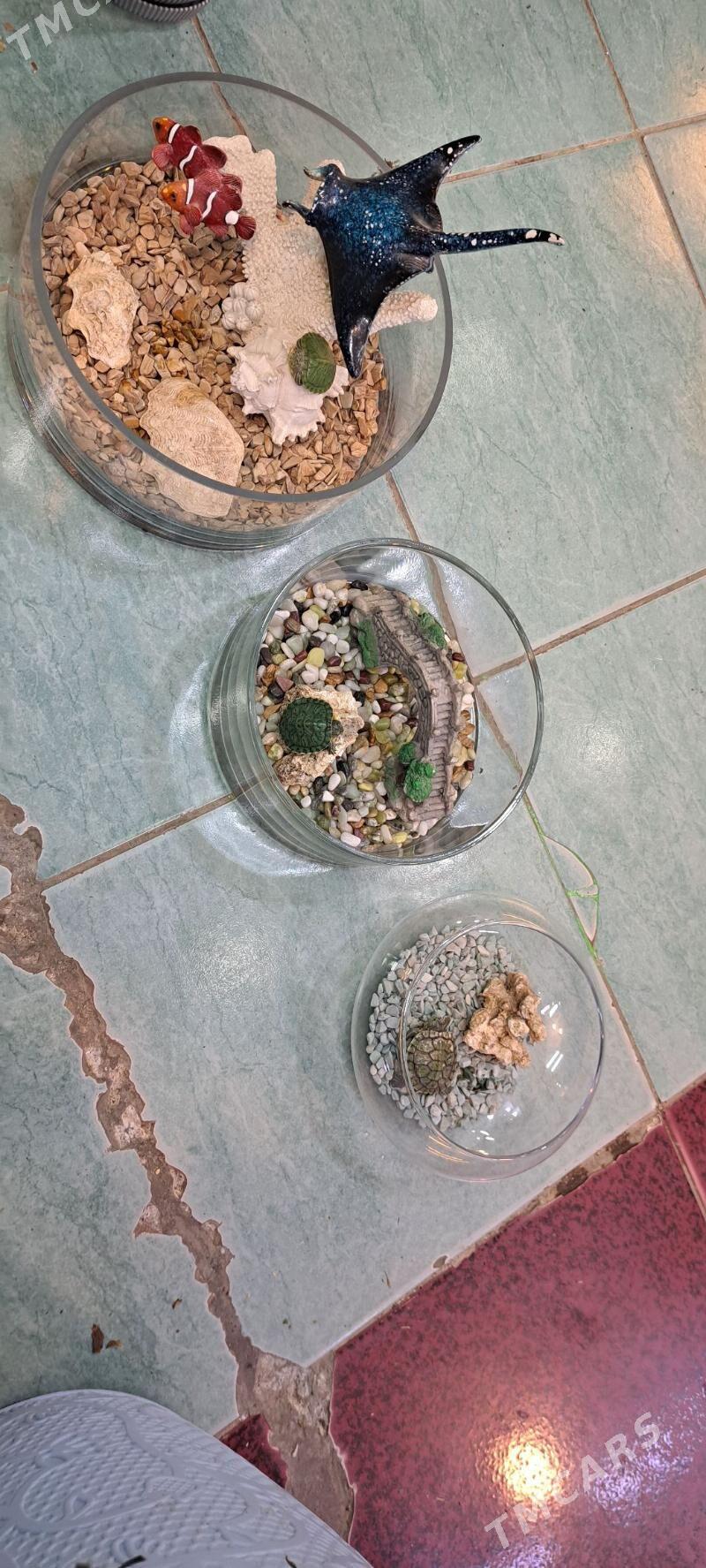 настольные аквариумы - Ашхабад - img 5