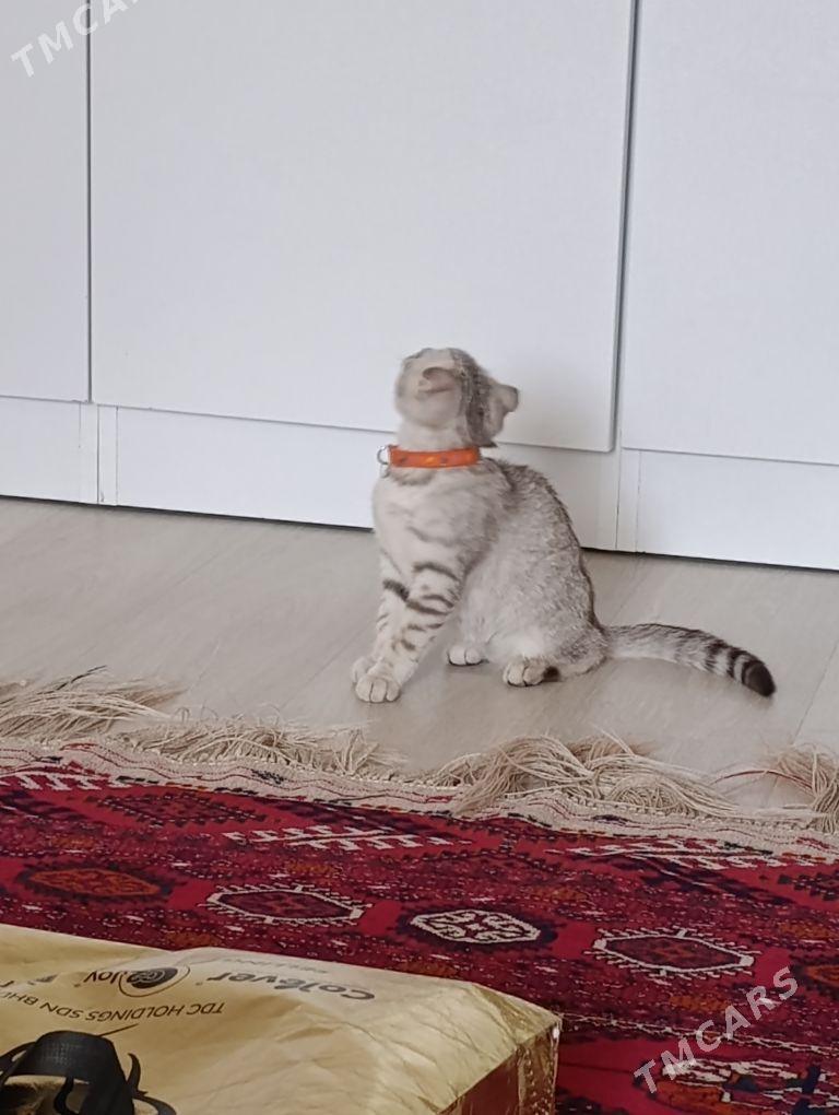 Pişik Gollandiski - Ашхабад - img 4