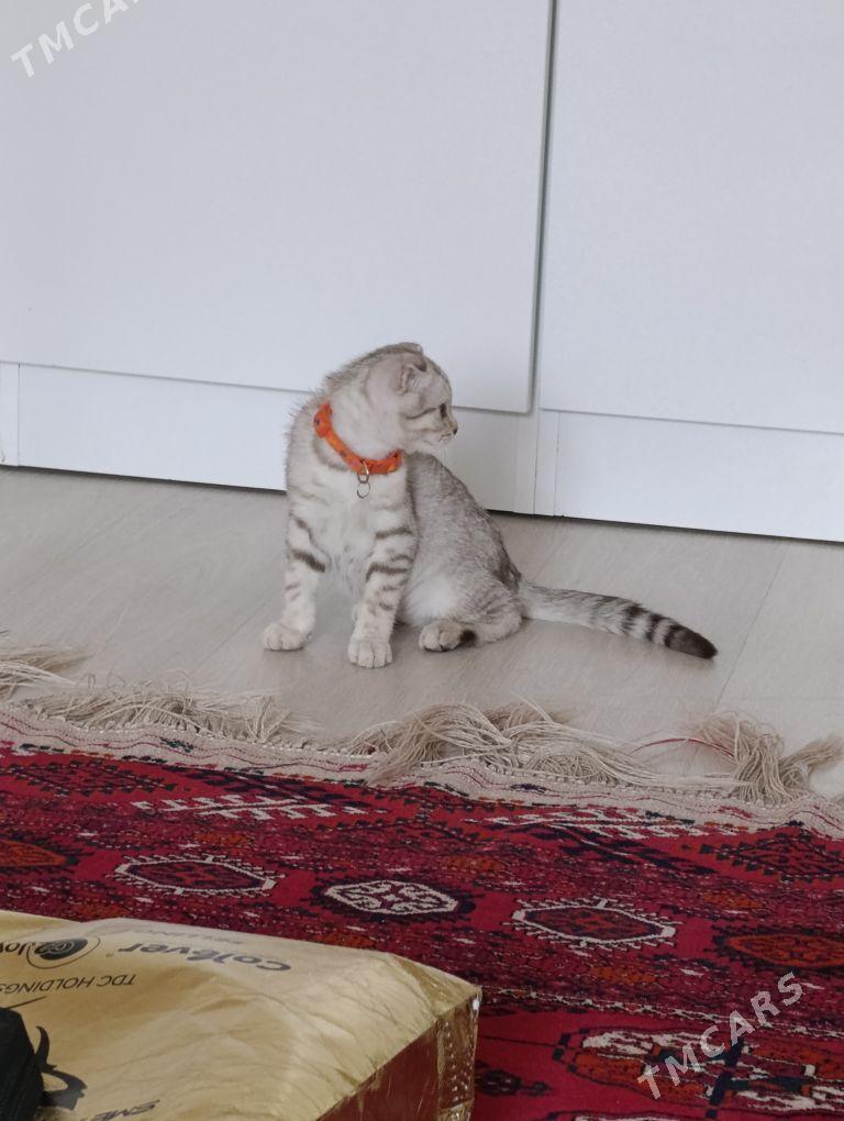 Pişik Gollandiski - Ашхабад - img 5