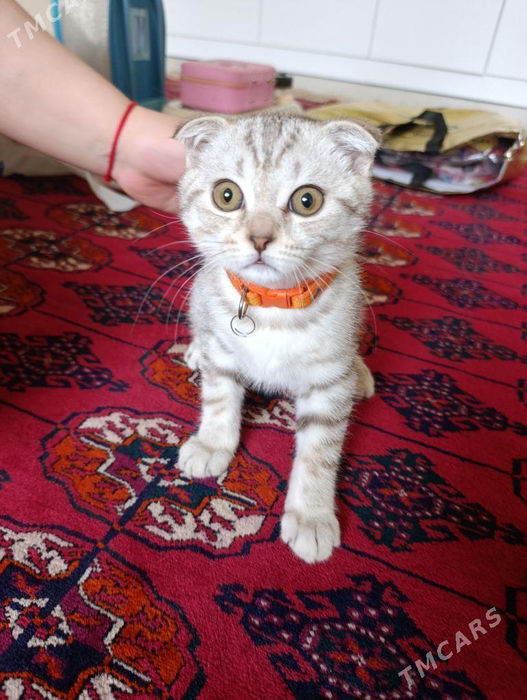 Pişik Gollandiski - Ашхабад - img 1