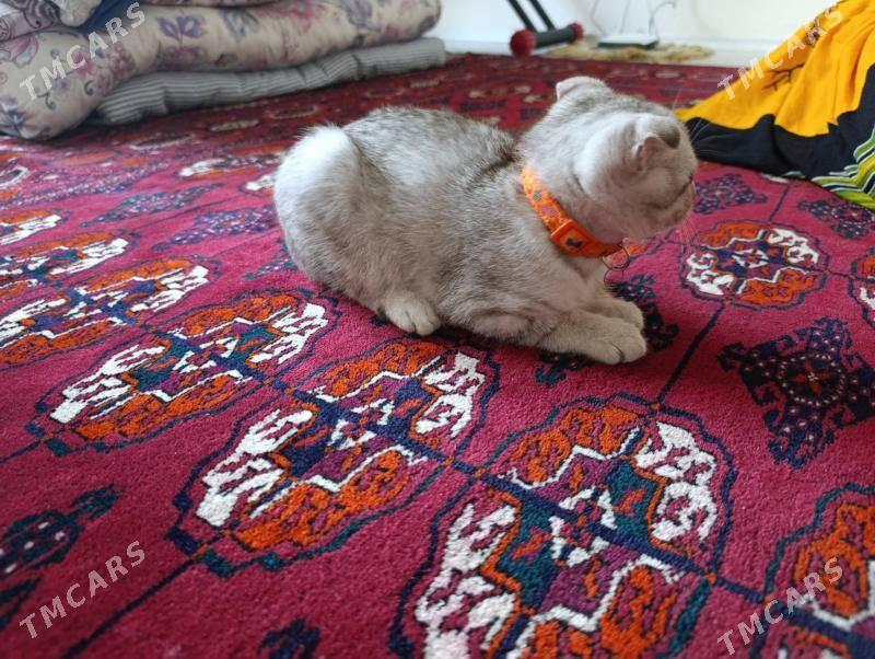 Pişik Gollandiski - Ашхабад - img 3