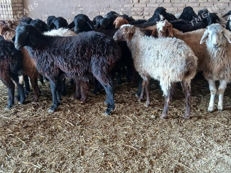 Goyun - Türkmenabat - img 2