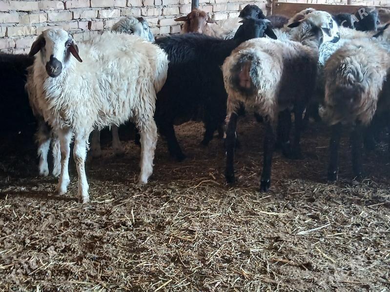 Goyun - Türkmenabat - img 4