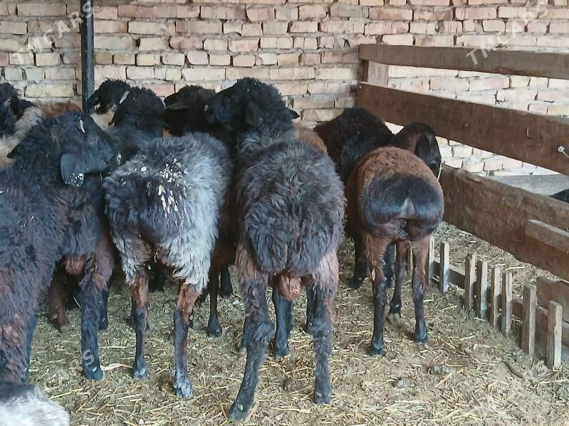 Goyun - Türkmenabat - img 5