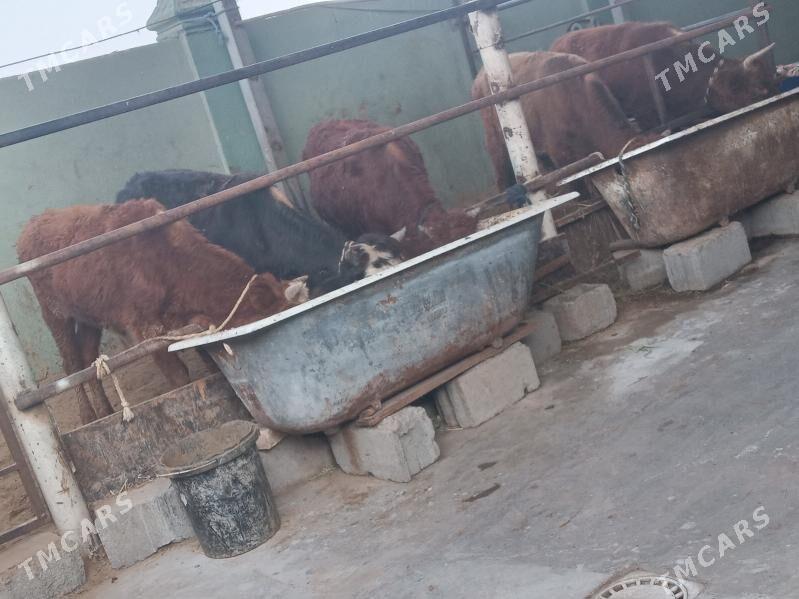 5.sany okiz - Büzmeýin - img 2