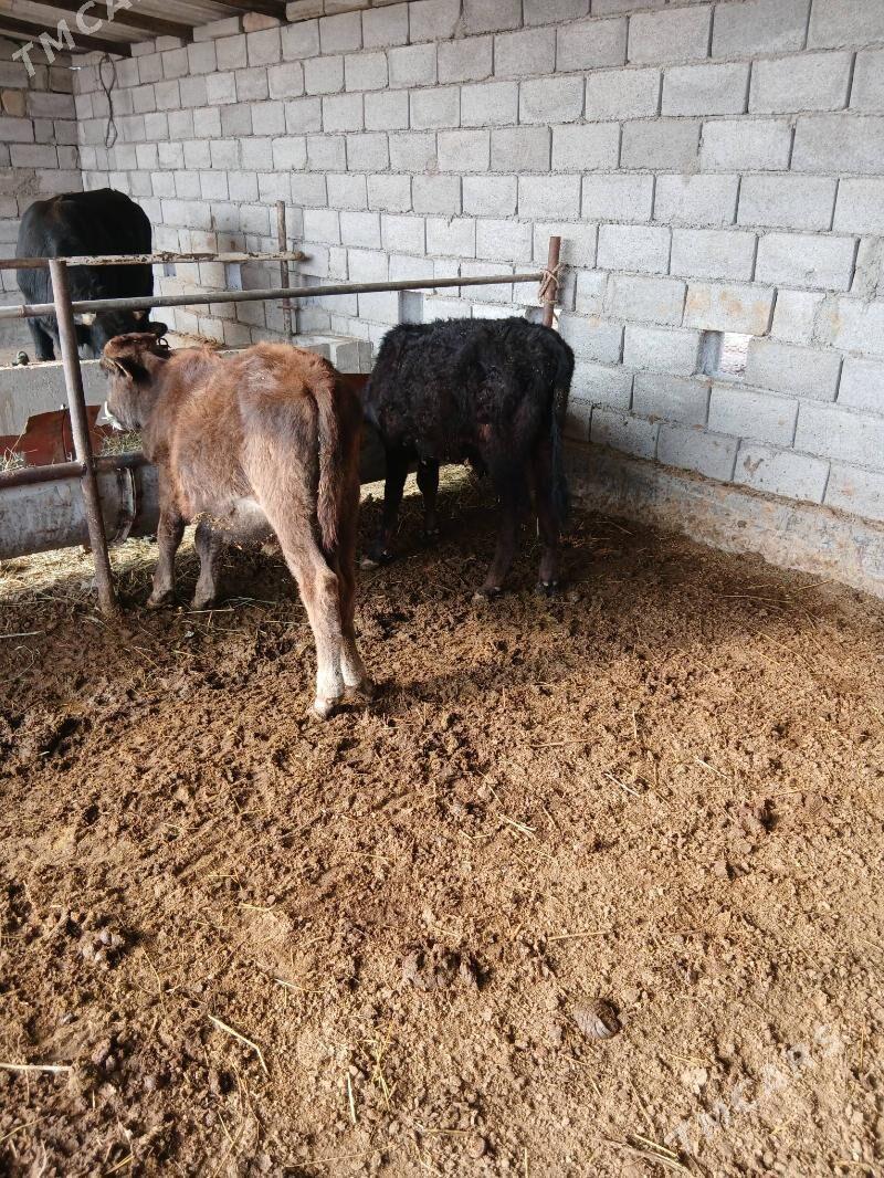 okuz - Babadaýhan - img 3