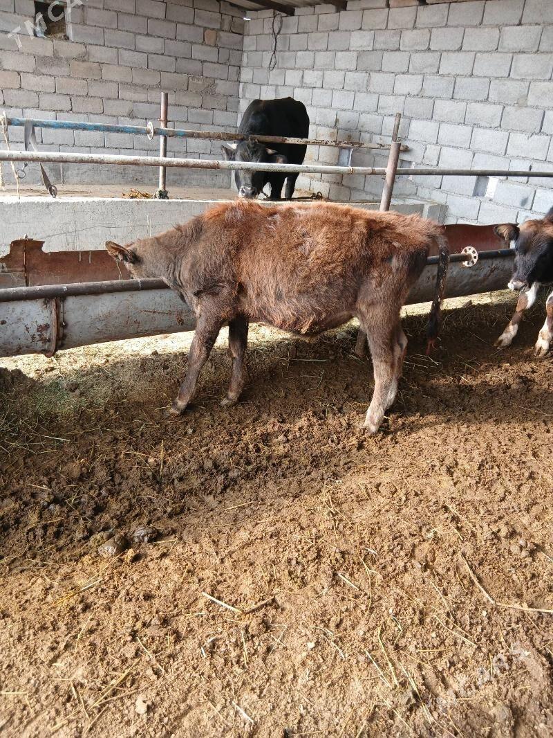 okuz - Babadaýhan - img 2