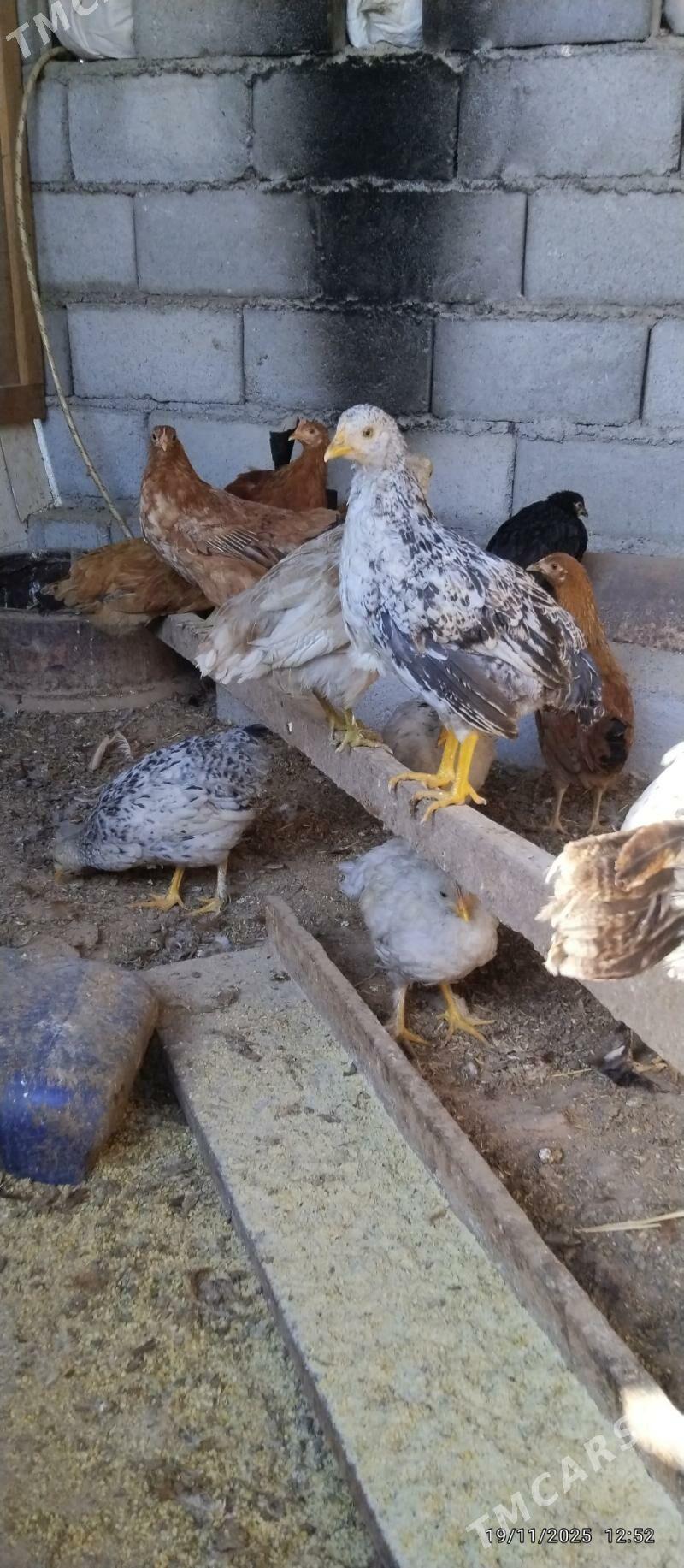 towuk juyje - Tejen - img 3