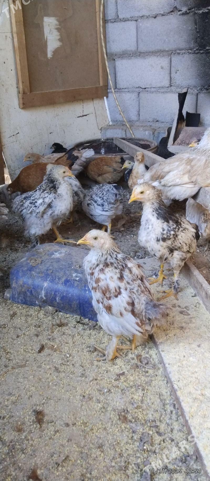 towuk juyje - Tejen - img 1