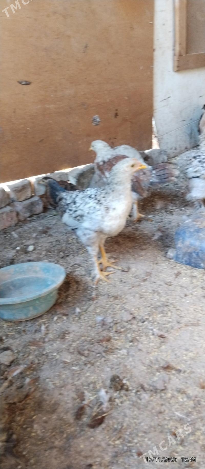 towuk juyje - Tejen - img 2