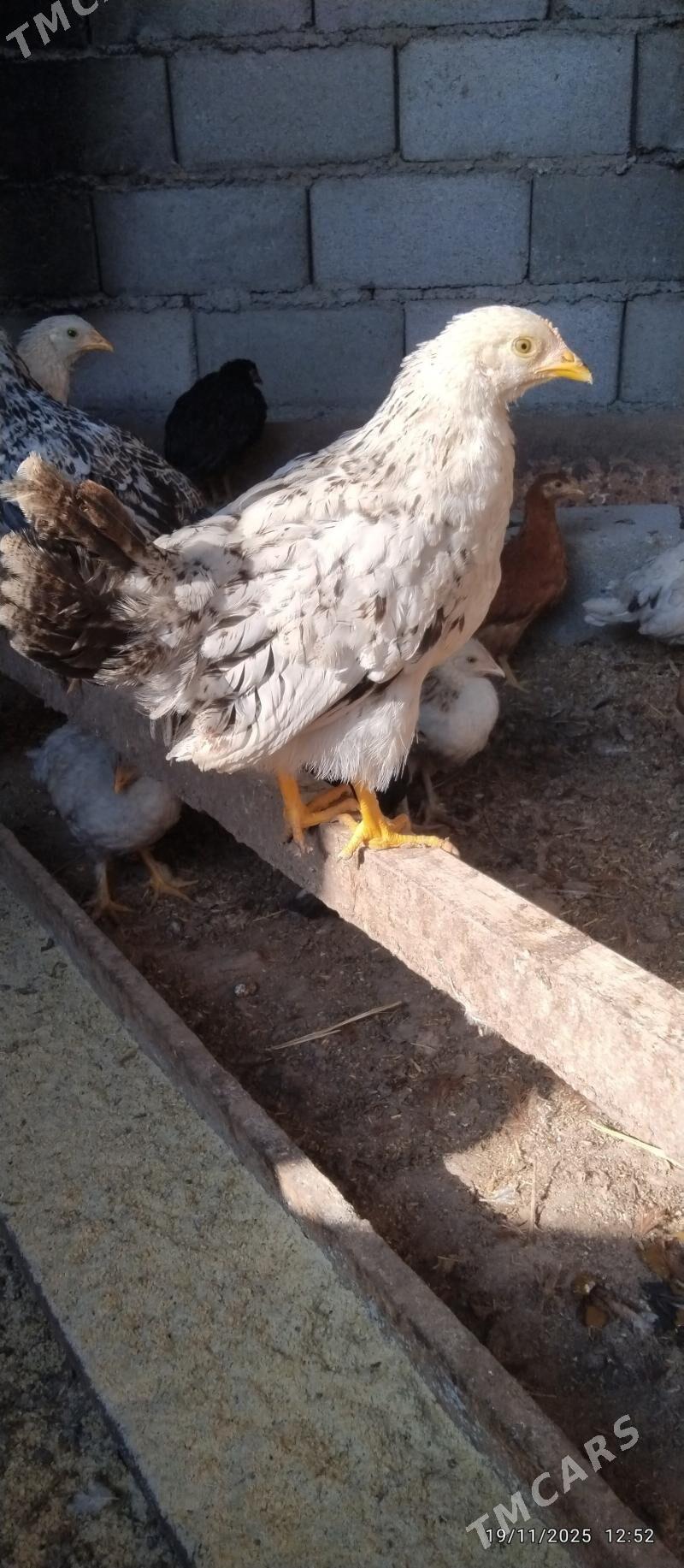 towuk juyje - Tejen - img 4