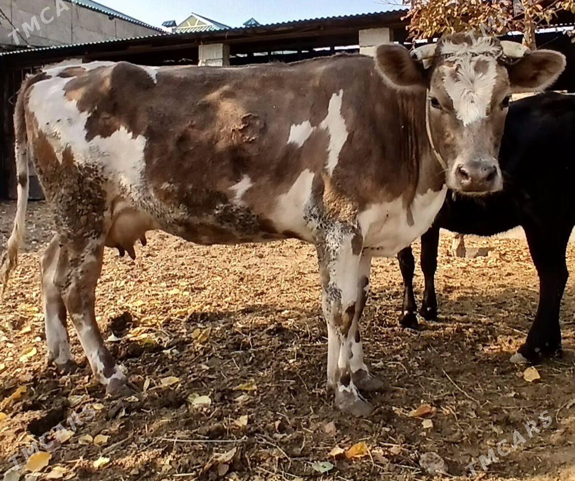 GÖK ALA GIBRIT SYGYR - Херрикгала - img 2