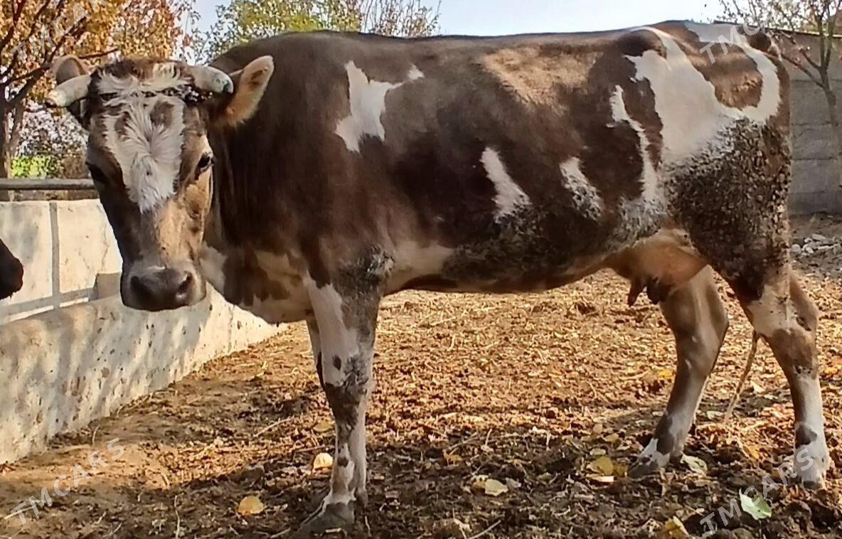 GÖK ALA GIBRIT SYGYR - Херрикгала - img 3