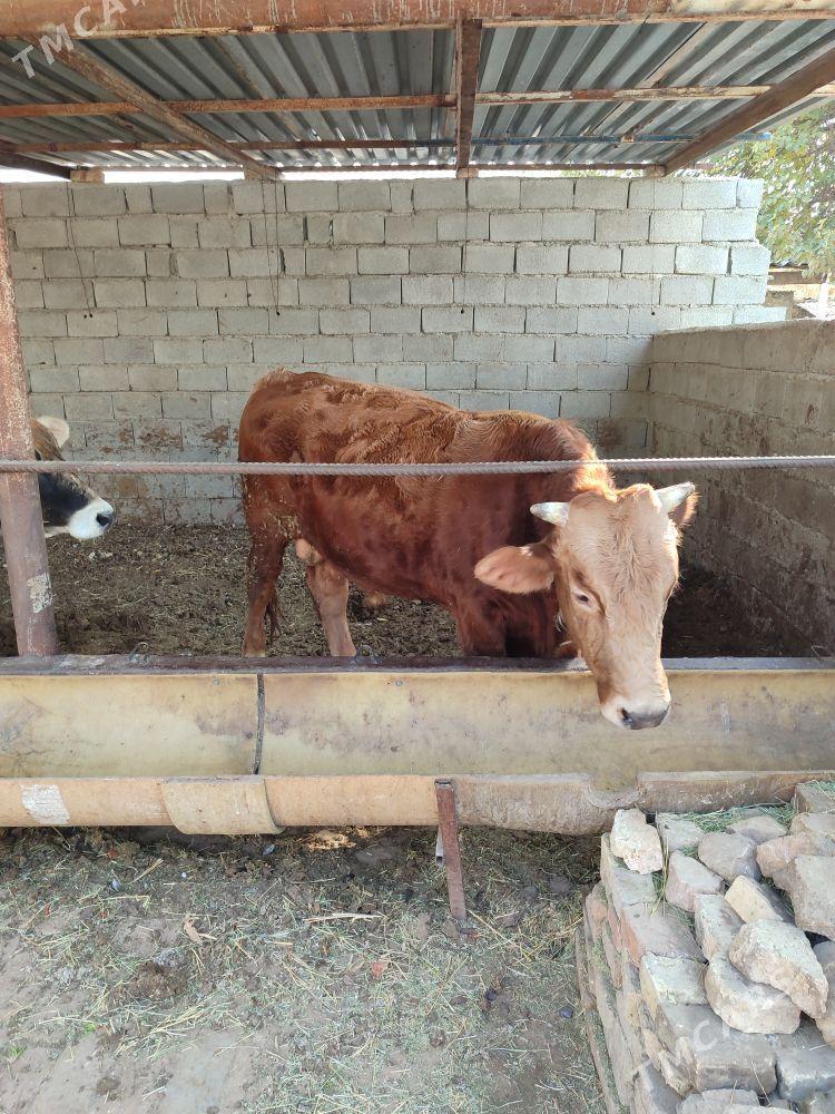 Öküz - Aşgabat - img 2