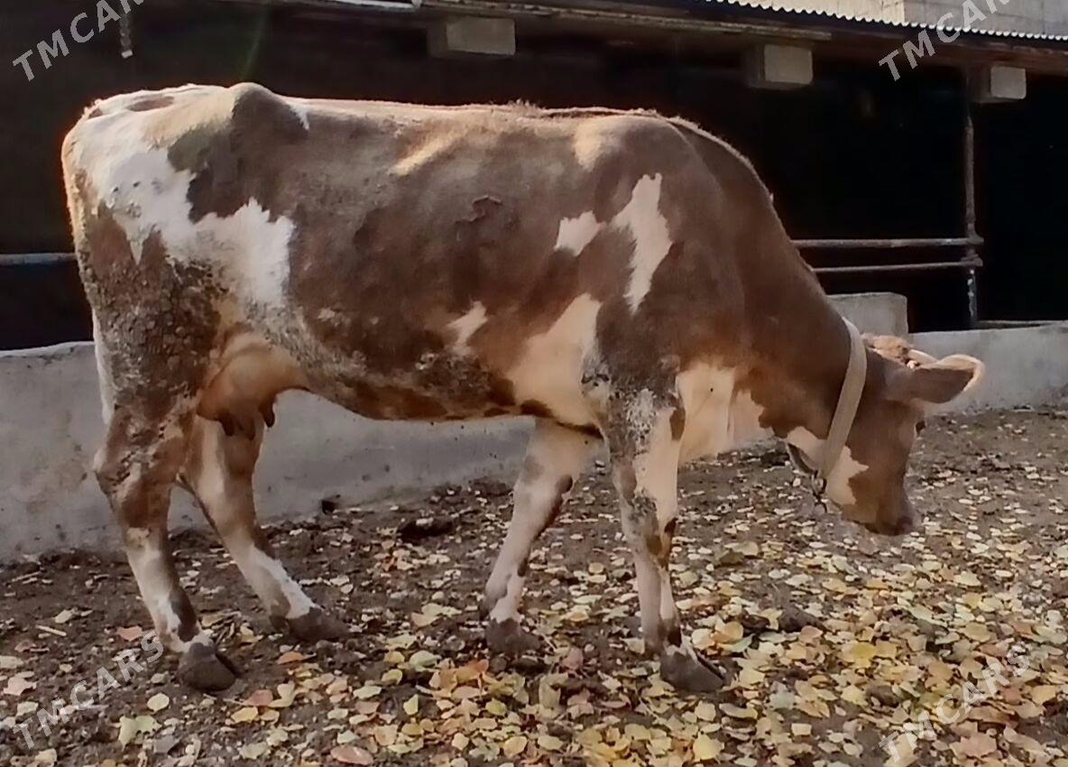 GÖK ALA GIBRIT SYGYR - Херрикгала - img 4