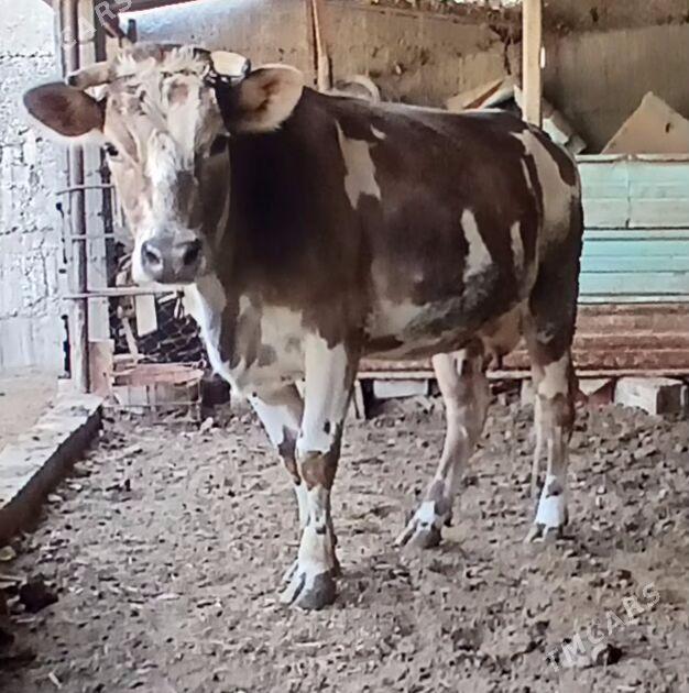 GÖK ALA GIBRIT SYGYR - Херрикгала - img 5