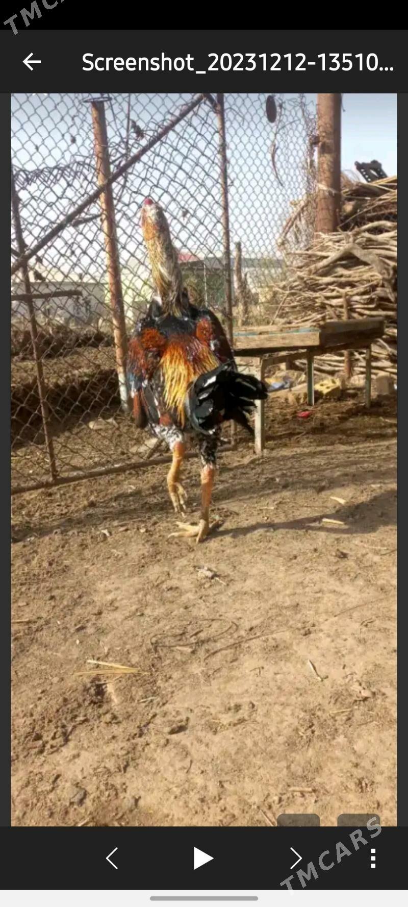 horoz - Мары - img 5