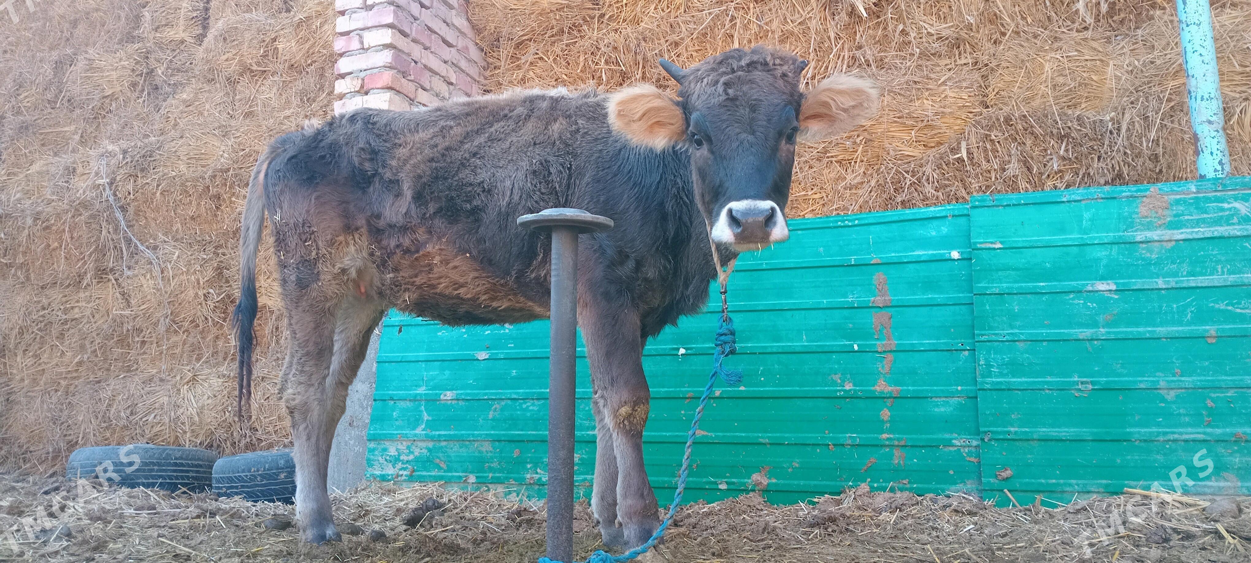 TÜWE - Bäherden - img 1