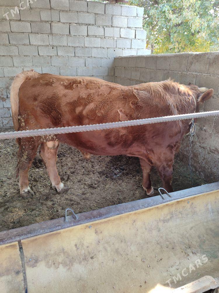 Öküz - Aşgabat - img 4