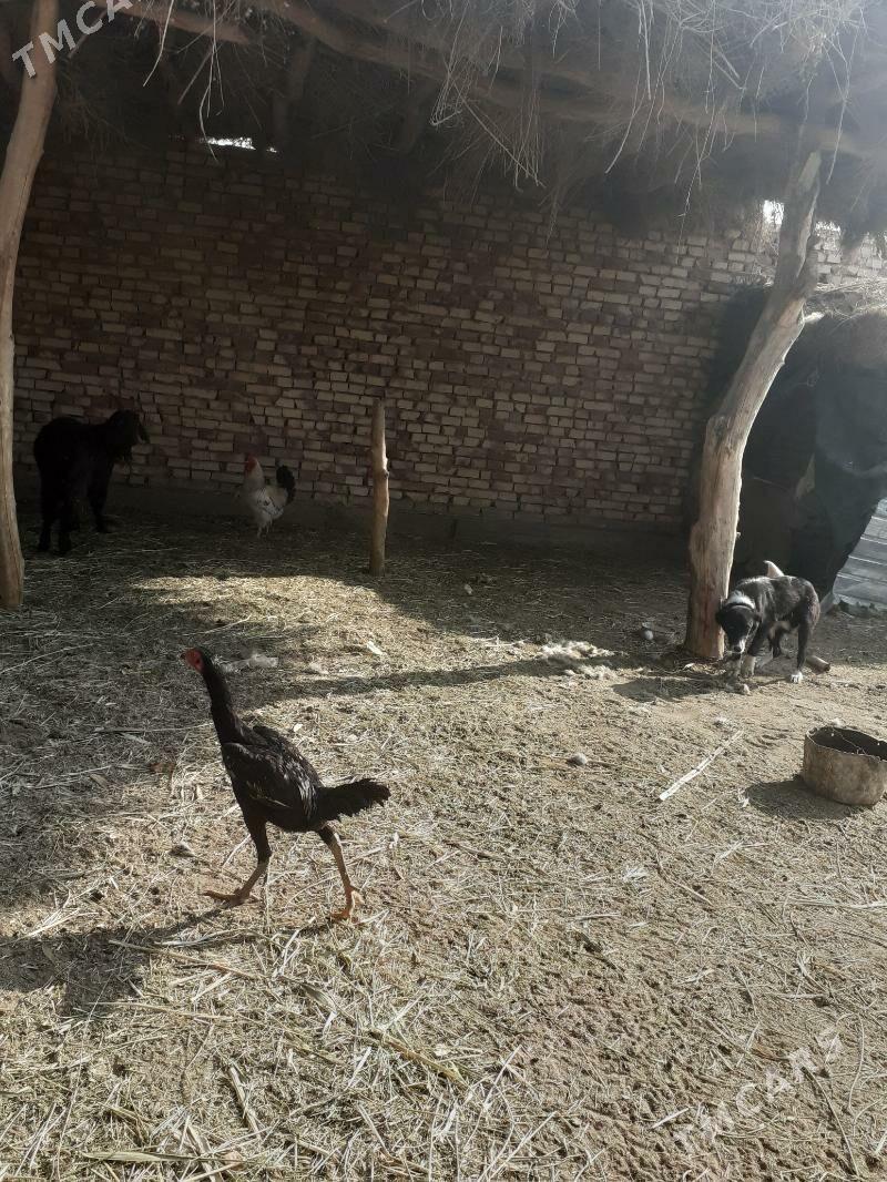 baysok juje - Фарап - img 3