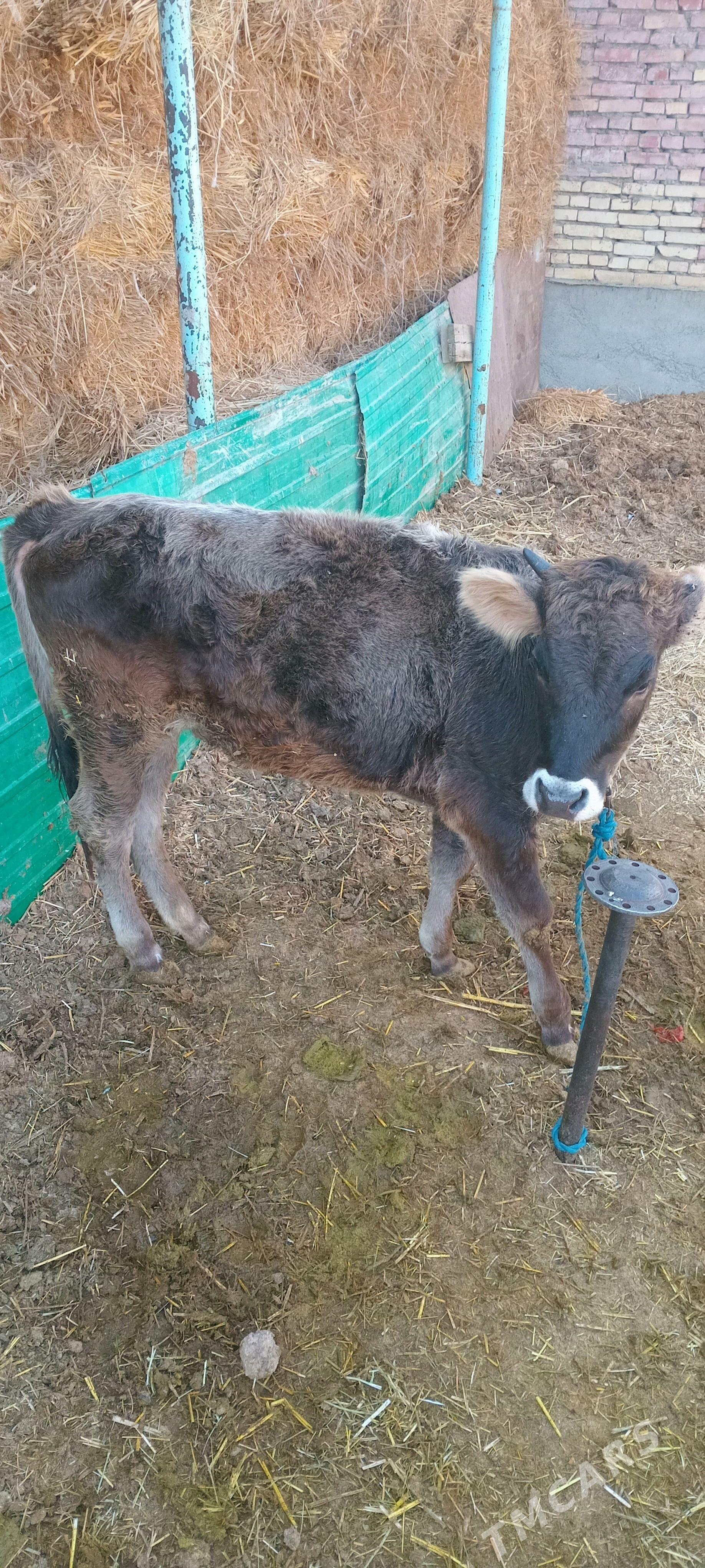 TÜWE - Bäherden - img 2