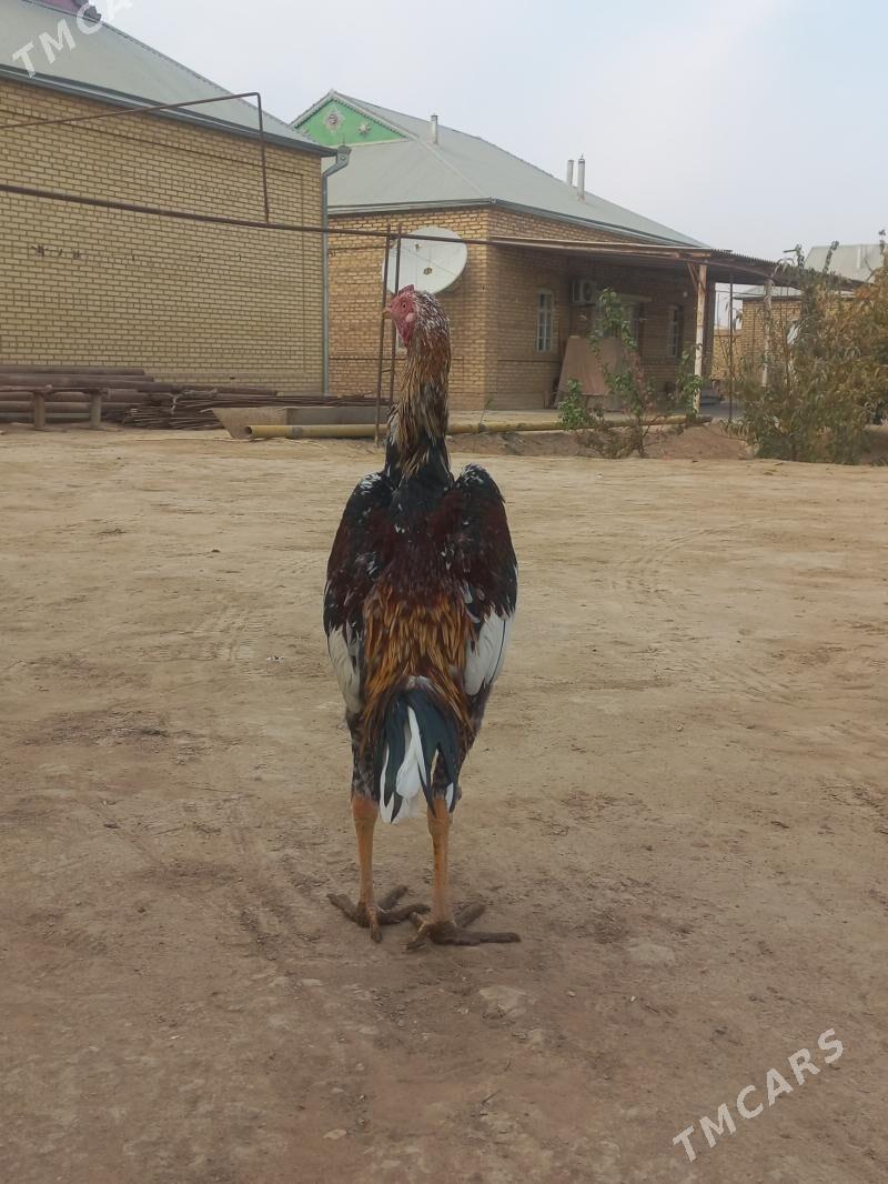 horoz - Мары - img 2